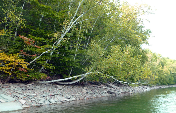Pepacton Shoreline