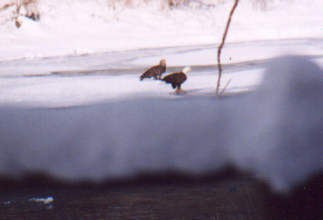 BALD EAGLES LAND ACROSS FROM CABINS