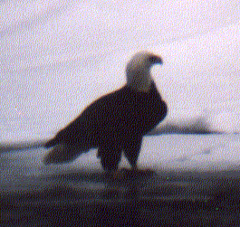 AMERICAN BALD EAGLE