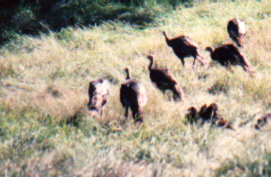 turk2.jpg (67023 bytes)